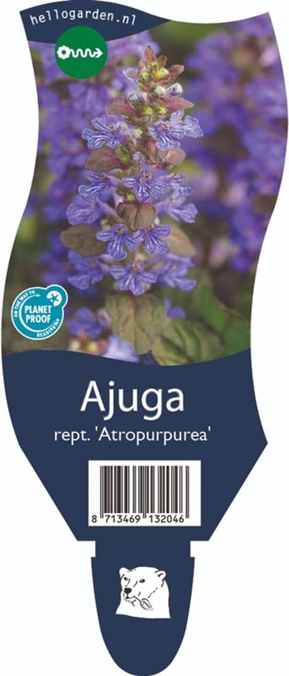 Ajuga reptans 'Atropurpurea' - P11